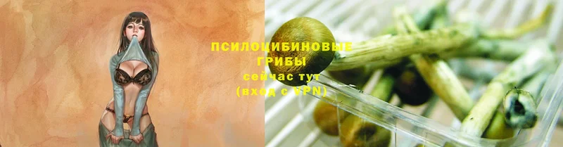 Галлюциногенные грибы Psilocybe  купить наркотик  Солигалич 